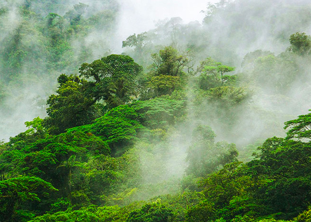 Protected Cloud Forest